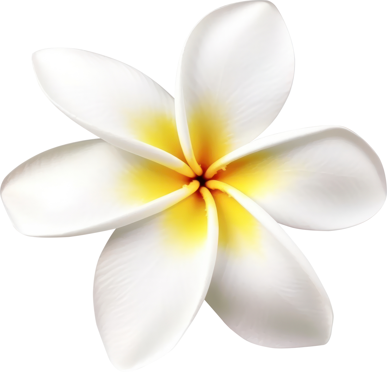 Frangipani flower isolated.